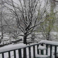 Peaceful in the Snow